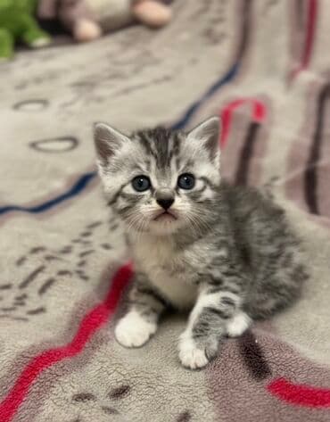 вислоухие кот: 1 месяц, Мальчик, Серебристая шиншилла, Метис, Приучена к лотку — 7