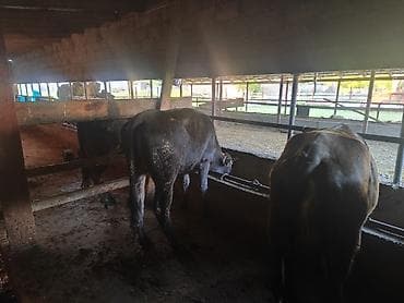 Продаю | Бык (самец) | На откорм | Привязанные