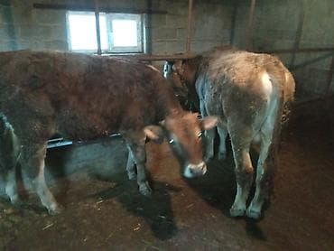 Айыл-чарба жаныбарлары: Сатам | Бука (эркек) | Аргын | Бордоп семиртүү үчүн | Байланган — 5