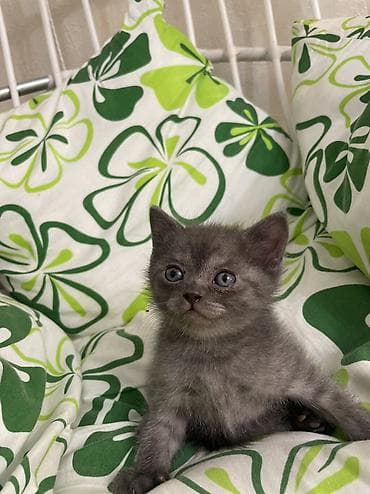 котята британские короткошерстные: Британская короткошёрстная, 1 месяц, Мальчик, Серый, Метис — 5