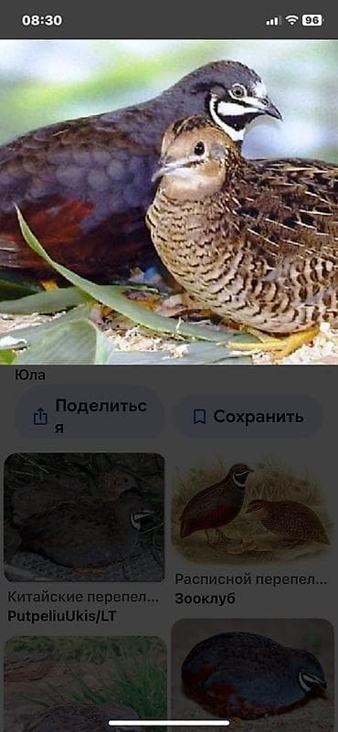 Китайские расписные перепелки - Породы/окрасы: смешанные – тёмные