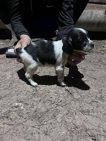 бенгальская кошка домашняя: Щенок, черно-белый окрас с пятнами. Компактное телосложение, короткая — 7