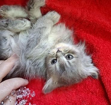 шотландская кошка прямоухая: Скотиш Страйт (Шотландская прямоухая), 2 месяца, Мальчик, Приучена к лотку, Проглистована — 7