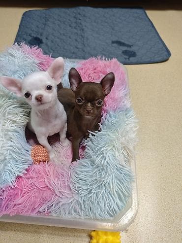 Животные: 🐾 Ищете настоящего породистого чихуахуа? ✨ В продаже клубные щенки — 7