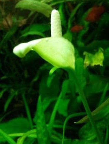 мышкы: Водоросли живые: Анубиас Бартера, нана ( цветут белыми и розовыми — 1