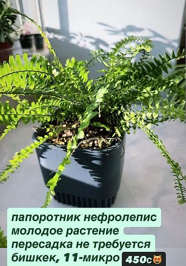 крассула: В продаже комнатные цветы разные см фотки фикусы и тд НАПИШИТЕ — 1