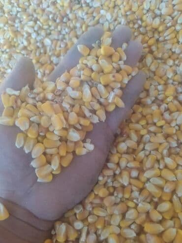 животные в добрые руки: Продается красный Кукуруза 🌽 сухой стекляшка 35тонн. 24сом Кызыл — 3