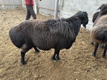 номер приюта для животных бишкек: Продаю | Ягненок, Баран (самец) | Гиссарская, Арашан | На забой, Для разведения, Для шерсти | Племенные — 8