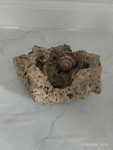 каменные мойки: Кораловый камень из Иссык Куль модельный прочный ракушка от улитки — 1