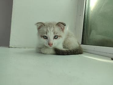 Продается котёнок вислоухий, 1.5 месяца, кушает все подряд, приучен к at lalafo.kg Продается котёнок вислоухий, 1.5 месяца, кушает все подряд, приучен к