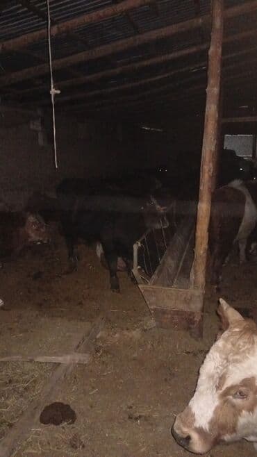 Айыл-чарба жаныбарлары: Сатам | Бука (эркек) | Герефорд | Бордоп семиртүү үчүн — 5