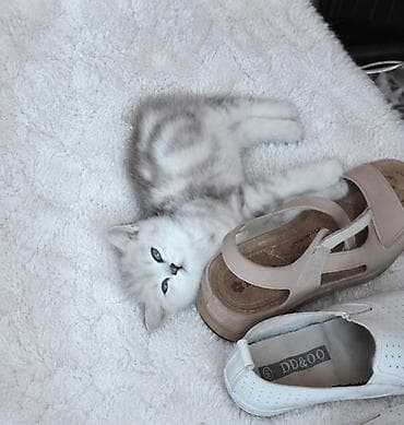 кот кошка: Породистые котята серебристого окраса (шиншилла/серебро). Короткая — 5