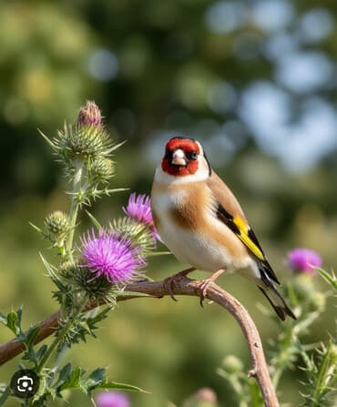 Щегол (кардинальный щегол, European Goldfinch) - Нарядное оперение