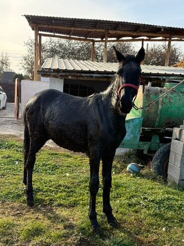 купить йоркширского терьера: Продаю | Кобыла (самка) | Рабочий — 2