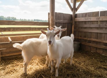 Собаки: Продаю | Коза (самка) | Для разведения — 1