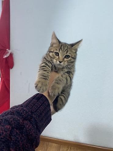 купить котенка: Мальчик, Приучена к лотку — 3