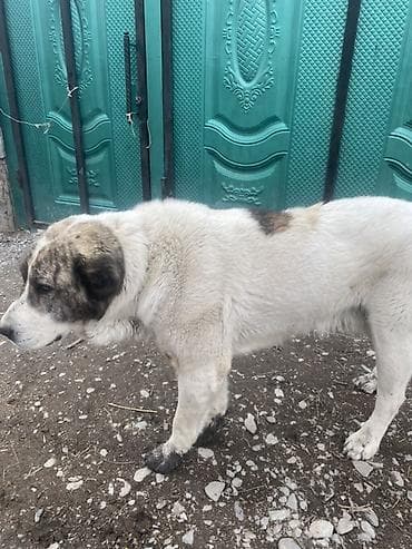 ит алабай: Крупная сторожевая собака, типаж среднеазиатской овчарки (алабай). - — 5