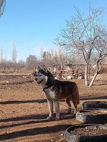 Услуги ветеринара: Собака даром: Хаски, 11 месяцев, Самец — 2