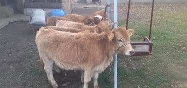 объявления о пропаже животных: Продаю | Бык (самец) — 6