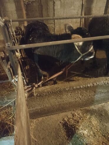 торпое: Продаю | Музоо, торпок | На откорм | Привязанные — 10