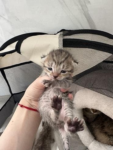 кара балта кошки: 11 месяцев, Девочка, Приучена к лотку, Проглистована — 3