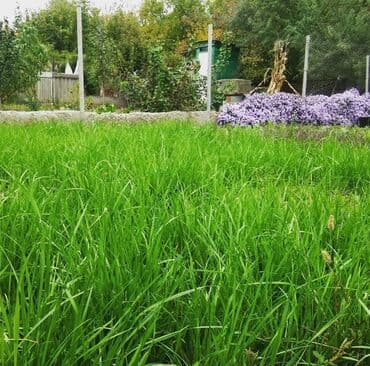 удобрения для газона: 🟥Газон. 🟥Посев газона. 🟥Сеем газон. 🟥Уход за садом . 🟥 — 1