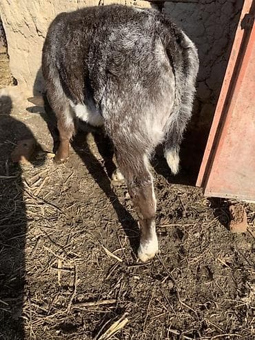 Зоотовары: Продаю | Музоо, торпок | На откорм | Племенные — 1