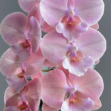 инструмент для огорода: Орхидеи фаленопсис — коллекционные сорта с эффектной окраской цветов — 8