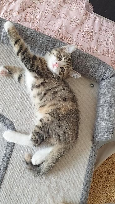 кошки котята: 2 месяца, Девочка, Приучена к лотку, Проглистована — 2
