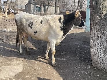 Ветеринар кызматы: Сатам | Уй (ургаачы) | Сүт алуу үчүн — 6