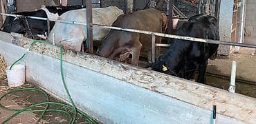 o store: Домашнее молоко 🥛 Коровы все здоровые имеются справки от ветеринара — 4