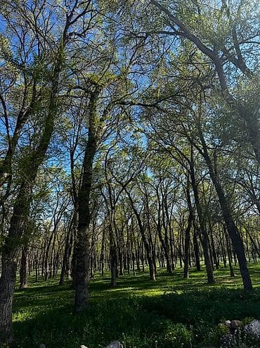 комната аламедин 1: 100 соток, Курулуш, Сатып алуу-сатуу келишими — 8