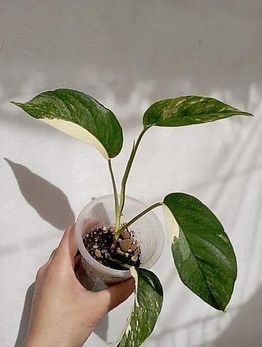 сингониум серый призрак цена: 1- Хойя Макрофилла оф голд 350 сом, 2-Эпипремнум Пинатум вайт вар 250 — 2