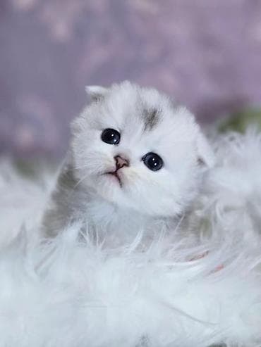 scottish fold: Предлагаем для бронирования чистопородных малышей, мальчики, окрас — 9