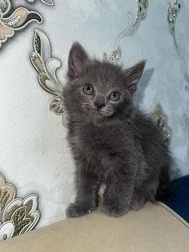 1 месяц, Мальчик, Серый, Приучена к лотку