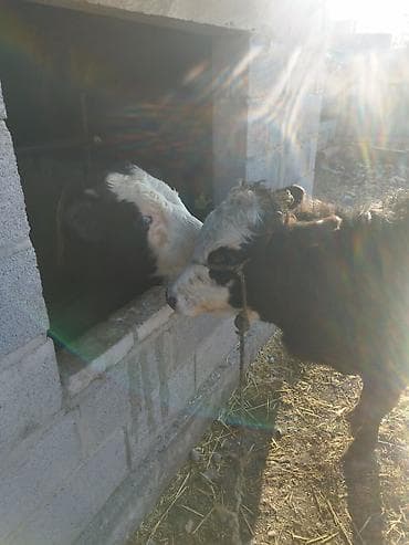 Ветеринар кызматы: Сатам | Музоо | Аргын | Бордоп семиртүү үчүн — 5