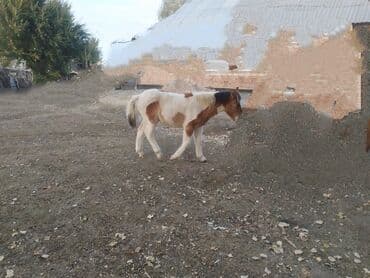 лошади улак: Продаю | Жеребенок | Полукровка | Рабочий — 9