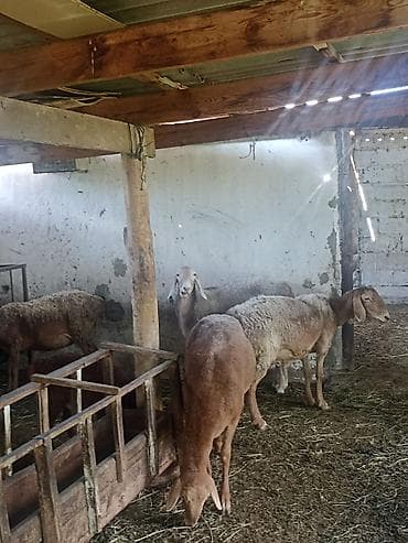 кормушки для животных: Продаю | Овца (самка) | Для разведения | Племенные — 5