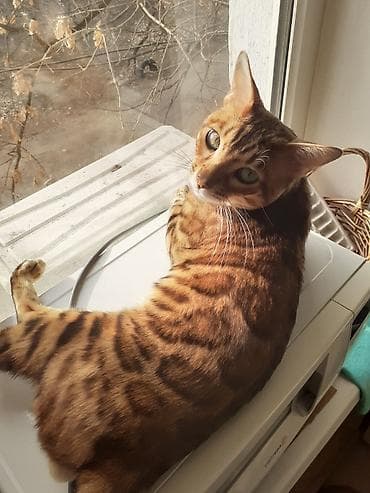 бенгальская домашняя кошка: Бенгал на вязку Особенности: - Крупные выразительные глаза, широкие — 3