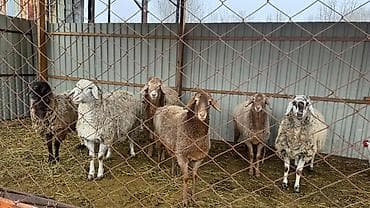 уй животных: Продаю | Овца (самка) | Для разведения — 1