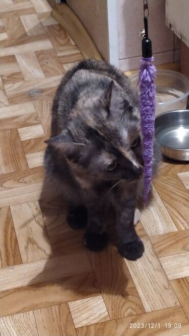 куда можно отдать собаку в бишкеке: Красивые девочки . цветная и белая молодые кошки им скоро год.очень — 8