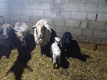 матки пчел: Продаю | Овца (самка) | Для разведения | Матка — 2