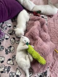 пидбуль щенок в оше эркек: Скотиш Фолд (Шотландская вислоухая), 2 месяца, Мальчик, Белый, Приучена к лотку, Проглистована — 5