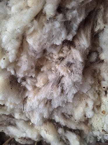 бука кара балта: Жун меринос сатылат 100сом кг — 1