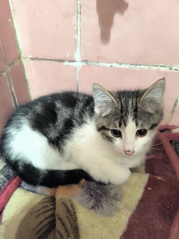 продаю в связи с переездом: Котята отдам в добрые руки Описание: - Возраст 2 месяца - К лотку — 8