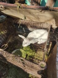 в связи с переездом отдам попугая жако в добрые руки: Продаю | Крольчиха (самка), Кролик самец | Для разведения — 1