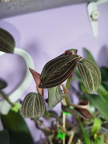 гүл фото: Продам детку драгоценной орхидеи лудизия — 4