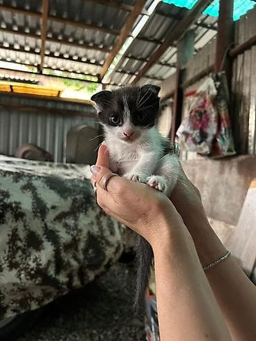 белый кошка: Кошка даром: Беспородная, 1 месяц, Мальчик — 1