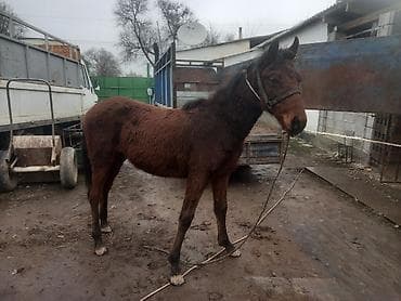 Аквариумдар: Сатам | Тай | Аргын | Жумушка — 1