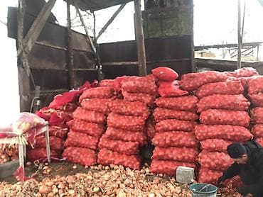 детский ортопедический стульчик: Лук Оптом — 1